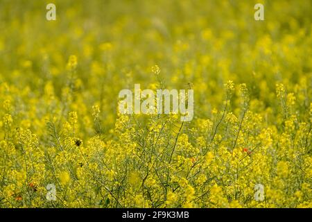 Rapsfeld. Nahaufnahme der Rapsblüte, Spanien. Stockfoto