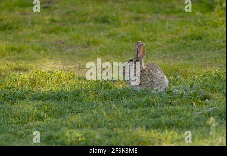 Europäisches Kaninchen (Oryctolagus cuniculus), wildes Kaninchen auf einer Wiese, Spanien. Stockfoto