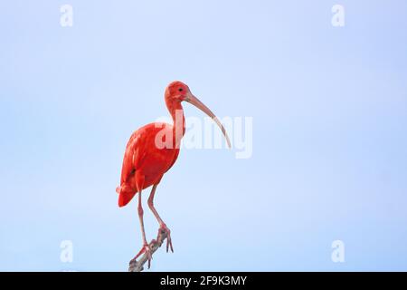 Ibis Scarlet (Eudocimus ruber) Auf einem Ast über dem blauen Himmel thront Stockfoto