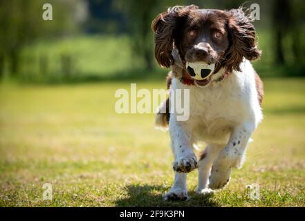 Melton Mowbrey Leicestershire 19. April 2021: English Springer Spaniel Gypsea eine Armee rethailte einen Veteranen-Hund, der während der Nachmittagssonne ein Spiel von Fetch genoss, als Leasing-Lockdown-Regeln. Clifford Norton Alamy Stockfoto