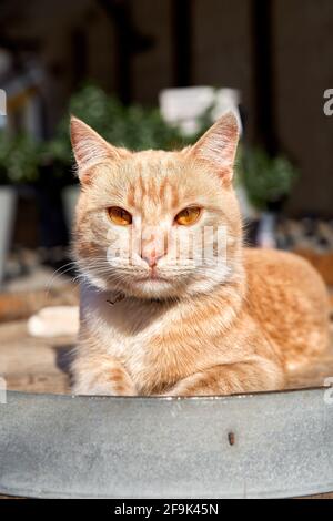 Entzückende Katze mit großen glänzenden gelben Augen schaut in die Kamera. Niedliches, ruhiges, flauschiges, rothaariges Haustier. Stockfoto