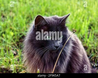 Dunkle flauschige Katze sitzt im Gras, Sommer Stockfoto