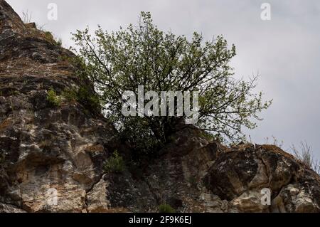 Die mittelalterliche Festung Cherven ist ein strategisches militärisch-administratives Zentrum im zweiten bulgarischen Königreich mit einem eigenen Wasserreservoir, das auf roc gebaut wurde Stockfoto