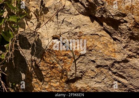 Die mittelalterliche Festung Cherven ist ein strategisches militärisch-administratives Zentrum im zweiten bulgarischen Königreich mit einem eigenen Wasserreservoir, das auf roc gebaut wurde Stockfoto