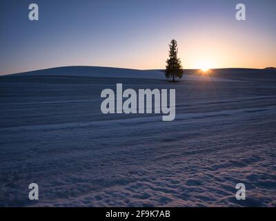 Sonnenuntergang und „Weihnachtsbaum“ in Biei Town, Hokkaido, Japan Stockfoto