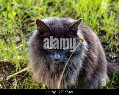 Dunkle flauschige Katze sitzt im Gras, Sommer Stockfoto