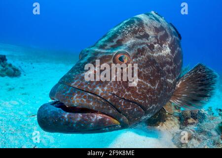 Goliath Grouper, Epinephelus itajara, Jardines de la Reina, Kuba, Karibisches Meer Stockfoto