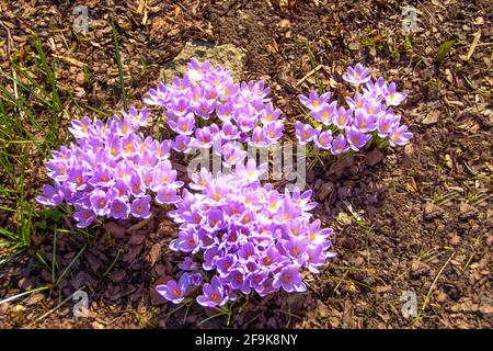 Lila Safran-Krokusse blühen im Garten in Gruppen, die ersten frühen Primeln blühen Stockfoto