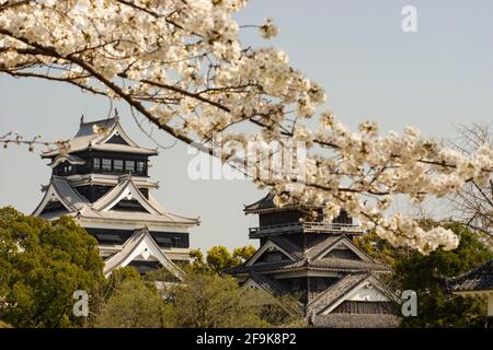 Kirschblüten und Schloss Kumamoto, Präfektur Kumamoto, Japan Stockfoto