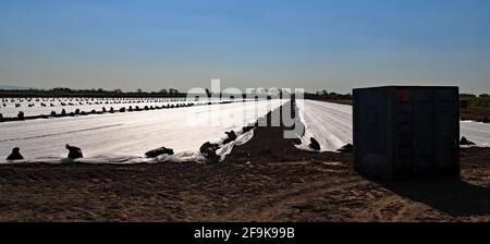 Unter dem großen blauen Frühlingshimmel von Hesketh Bank Marsh wurde kürzlich eine neue Kohlernte gepflanzt und mit einem schützenden Vlies bedeckt. Stockfoto