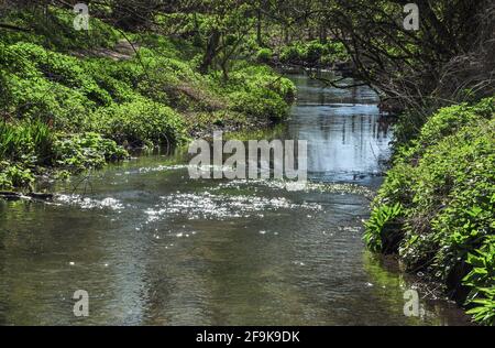 Die kombinierten Flüsse Hiz und Purwell winden sich durch die Burymead Springs Area, Hitchin, Hertfordshire, England, Großbritannien Stockfoto