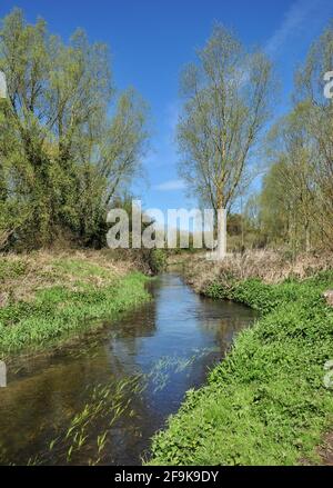 Die kombinierten Flüsse Hiz und Purwell winden sich durch die Burymead Springs Area, Hitchin, Hertfordshire, England, Großbritannien Stockfoto