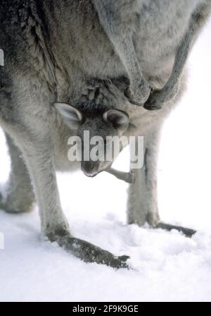 Australien, New South Wales, Natur, Blue Mountains, Eastern Grey Kangaroo (Macropus giganteus) und joey im Schnee Stockfoto