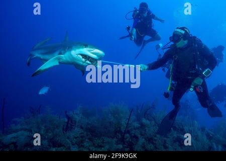 Seidenhai, Carcharhinus falciformis, Fütterung von Löwenfischen; Jardines de la Reina, Kuba Stockfoto