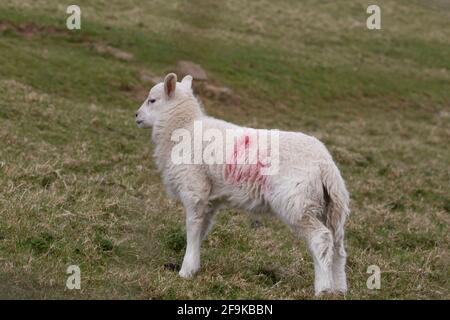 Ein einziges Lamm, das zur Identifizierung eine rote smit-Markierung zeigt. Stockfoto