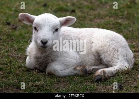 Ein einziges Lamm, das auf einem Feld liegt. Stockfoto