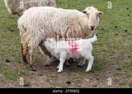 Ein Mutterschaf füttert ihre Lämmer. Stockfoto