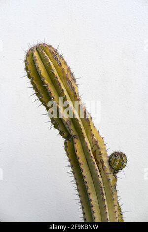 Sukulente Pflanze, Detail Stockfoto