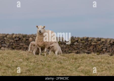 Ein Mutterschaf füttert ihre Lämmer. Stockfoto