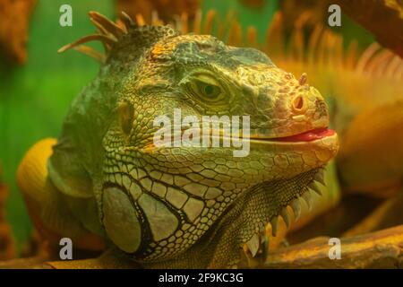 Ein großer grüner schuppiger Leguan sticht aus und sticht seine Zunge heraus. Fröhliches Reptil Stockfoto