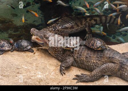 Schwarzes Krokodil und Schildkröten sitzen auf ihm in der Nähe eines Teiches, in dem Goldfische schwimmen, tropisches Grundstück Stockfoto