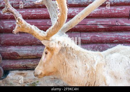 Hairy Hirsch beschädigt Geweih im Frühjahr. Weiße alte Hirsche aus der Nähe. Hirsch-Albino Stockfoto