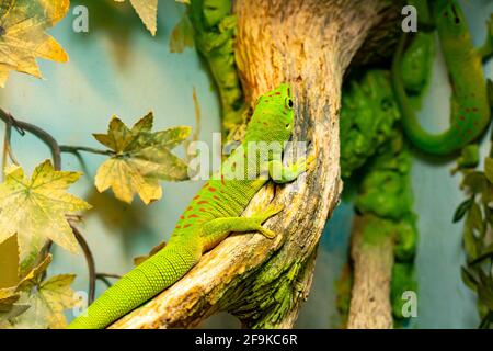 Kleiner grüner und gelber Madagaskar-Taggecko sitzt aus nächster Nähe auf dem Ast. Reptil Phelsuma atmet unter der strahlenden Sonne im Dschungel. Stockfoto