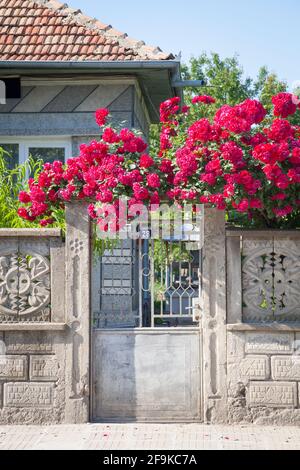 Blick auf ein Einfamilienhaus mit einem Zaun und einem Blühende Rose über der Hoftür Stockfoto