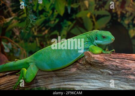 Ein kleiner grüner Taggecko sitzt auf dem Ast. Reptil Phelsuma atmet unter der strahlenden Sonne im Dschungel. Stockfoto