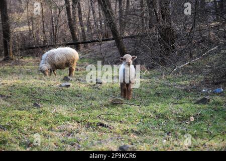 Ganzkörperansicht eines Schafs, der auf einem Grün steht Grasfeld Stockfoto