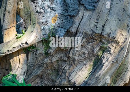 Tropischer Hintergrund, Dschungelstruktur und Steingestein mit Lianen im Regenwald mit Moos Stockfoto