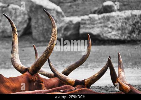 Heidekreis, Deutschland, 6. Juni 2019, Serengeti Park: Abstraktes Bild der eine Herde von watussi Rind, in denen nur die Hörner sichtbar sind. Wissenschaftlicher Name Bos Stockfoto