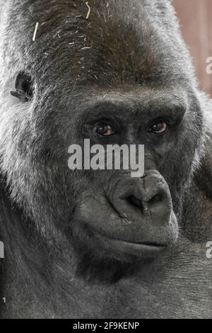 Westliche Tieflandgorilla Nahaufnahme Gorilla Gorilla Gorilla vom Aussterben bedrohte Arten - Philadelphia Zoo Stockfoto