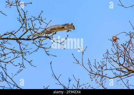 Grauhörnchen (Sciurus carolinensis) springen von einem Baum zum anderen Stockfoto