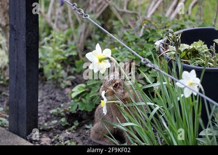Ein junger brauner Hase Leveret (Lepus capensis) schnüffelt eine Narzissenblume in einer Gartenumgebung, Teesdale, Großbritannien Stockfoto