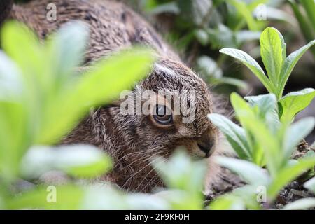 Ein junger brauner Hase Leveret (Lepus capensis) versteckt sich unter lebhaften grünen Pflanzen in einer Gartenumgebung, Teesdale, Großbritannien Stockfoto