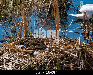 Vor kurzem legte mute Schwan (Cyguns olor) Eier in einem Schilfnest in einem Reservoir in Sonnenschein, East Lothian, Schottland, Großbritannien Stockfoto