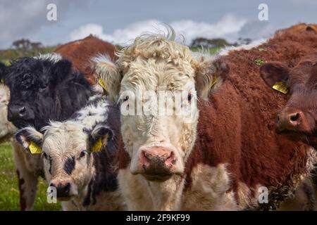 Neugierige braune Limousin-Rindskuh mit einer Herde junger Menschen Bullocks und Rinder in einer üppigen grünen Weide stehen in Der Vordergrund starrt auf die Kamera Stockfoto