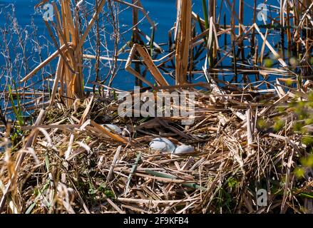 Vor kurzem legte mute Schwan (Cyguns olor) Eier in einem Schilfnest in einem Reservoir in Sonnenschein, East Lothian, Schottland, Großbritannien Stockfoto