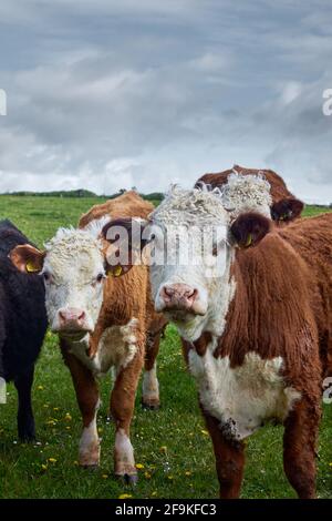 Neugierige braune Limousin-Rindskuh mit einer Herde junger Menschen Ochsen und Rinder auf einer grünen Weide stehen Stockfoto