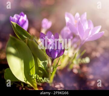 Nahaufnahme von Krokusblüten bei Sonnenschein. Stockfoto