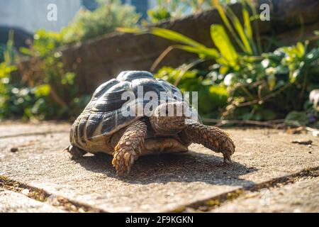 Ein Haustier Hermann Tortoise auf einer Gartenterrasse in der Sonne. Stockfoto