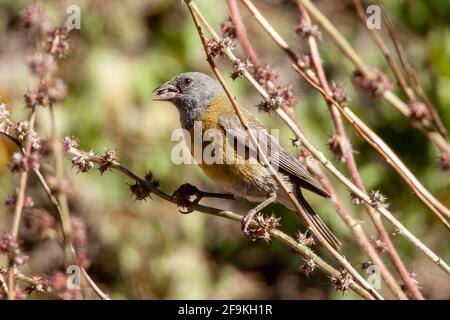 Grauer Sierra-Fink mit Kapuze oder grauer Sierra-Fink, Phrygilus gayi, alleinstehend im Baum sitzend, Portillo, Chile Stockfoto