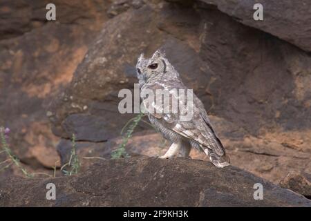 Grauadler-Eule oder Grauadler-Eule, Bubo cinerascens, alleinstehender Erwachsener auf Felsvorsprung, Baringo, Kenia, Ostafrika Stockfoto