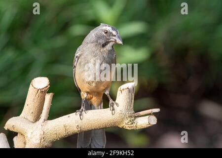 Gräulicher Saltator, Saltator coerulescens, alleinerziehender Erwachsener, der auf einem Ast eines Baumes thront, Costa Rica Stockfoto