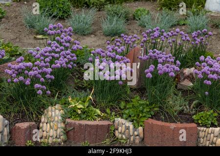 Violette Zwiebeln aus blühender Zwiebel-Allium. Zierzwiebeln Serendipity auf Blumenbeet Stockfoto