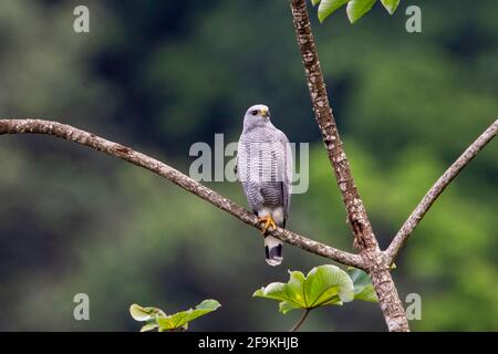 Grauer Falke, Buteo nitidus, Erwachsener, der auf einem Ast von Bäumen thront, Trinidad und Tobago Stockfoto