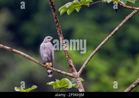 Grauer Falke, Buteo nitidus, Erwachsener, der auf einem Ast von Bäumen thront, Trinidad und Tobago Stockfoto