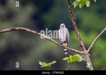Grauer Falke, Buteo nitidus, Erwachsener, der auf einem Ast von Bäumen thront, Trinidad und Tobago Stockfoto