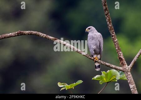 Grauer Falke, Buteo nitidus, Erwachsener, der auf einem Ast von Bäumen thront, Trinidad und Tobago Stockfoto